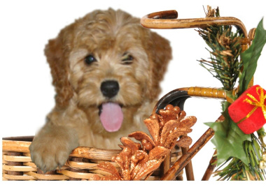 Cava goldendoodle sales