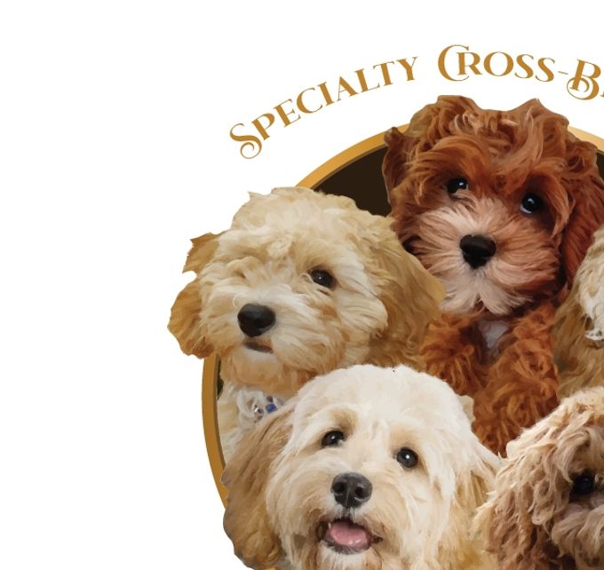 Beautiful CavaPooChon and Golden CavaDoodle Puppies!  Bred from health-tested, gentle parent dogs
